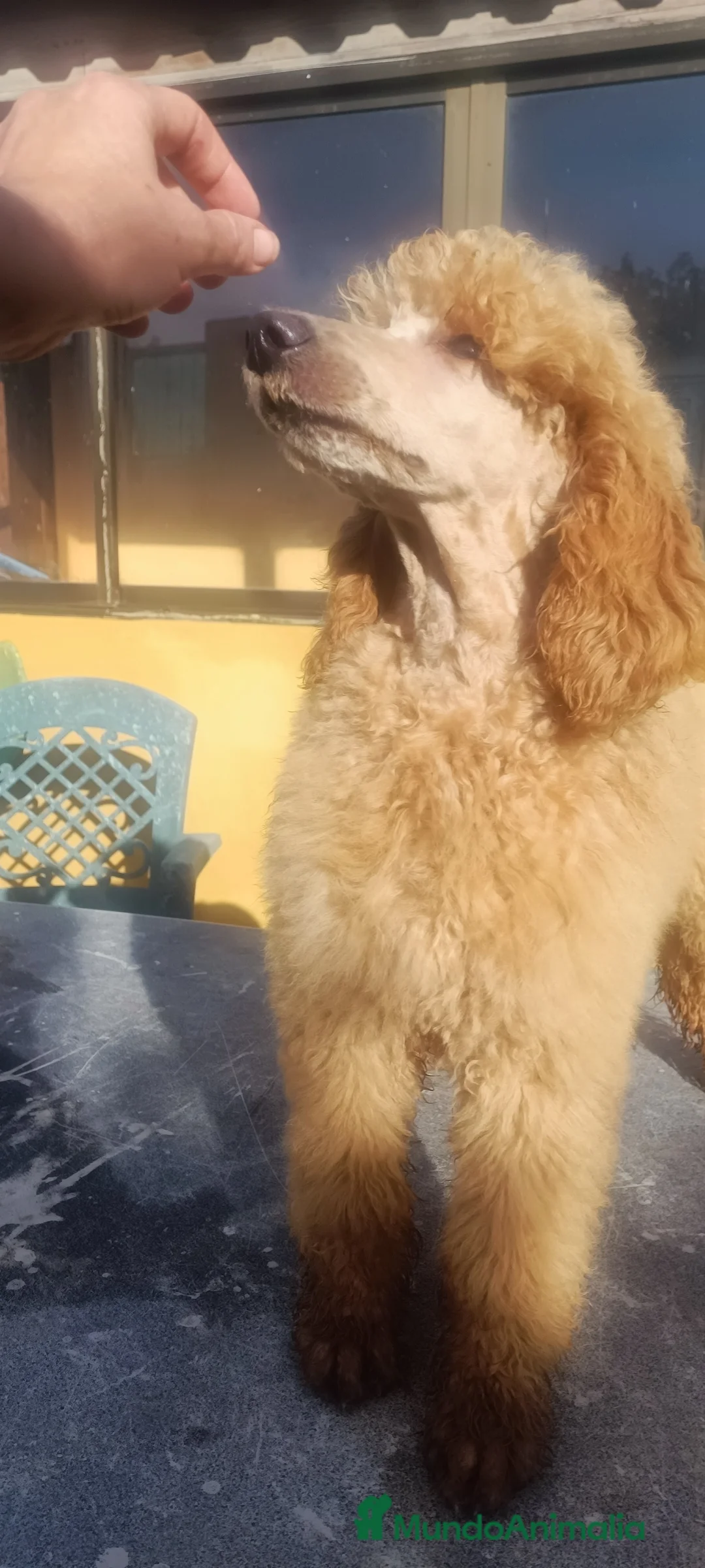 Caniche Gigante perros en venta: Caniche gigante Apricot macho - Anuncio 1