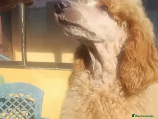 Caniche Gigante perros Caniche gigante Apricot macho - Anuncio 1