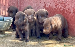 Labrador Retriever perros en venta: Camada de labradores chocolate.ENTREGA INMEDIATA!! - Imagen 4