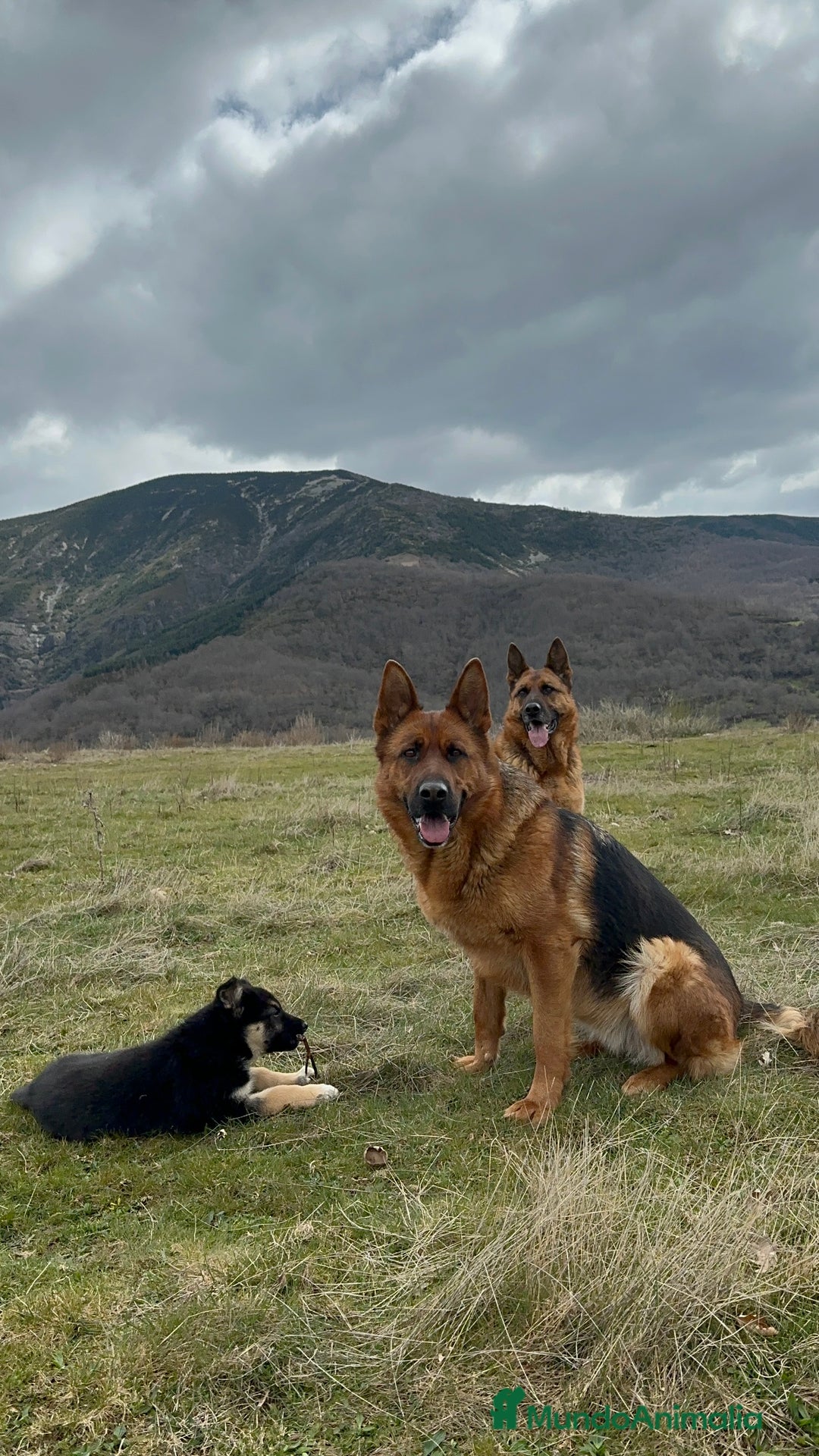 Pastor Alemán perros para monta: Pastor alemán para montas  - Anuncio 3