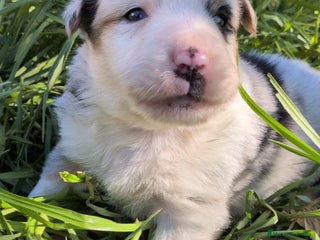 Border Collie perros BORDER COLLIE MERLE - Anuncio 1