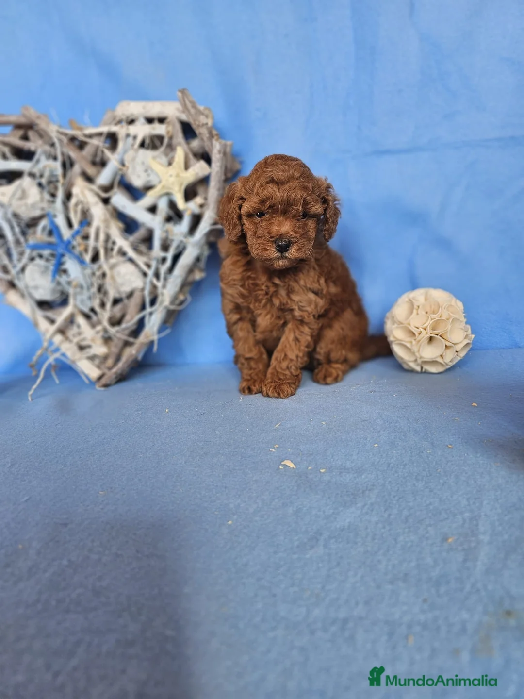 Caniche Toy perros en venta: CAMADA DE CANICHE TOY  - Anuncio 2