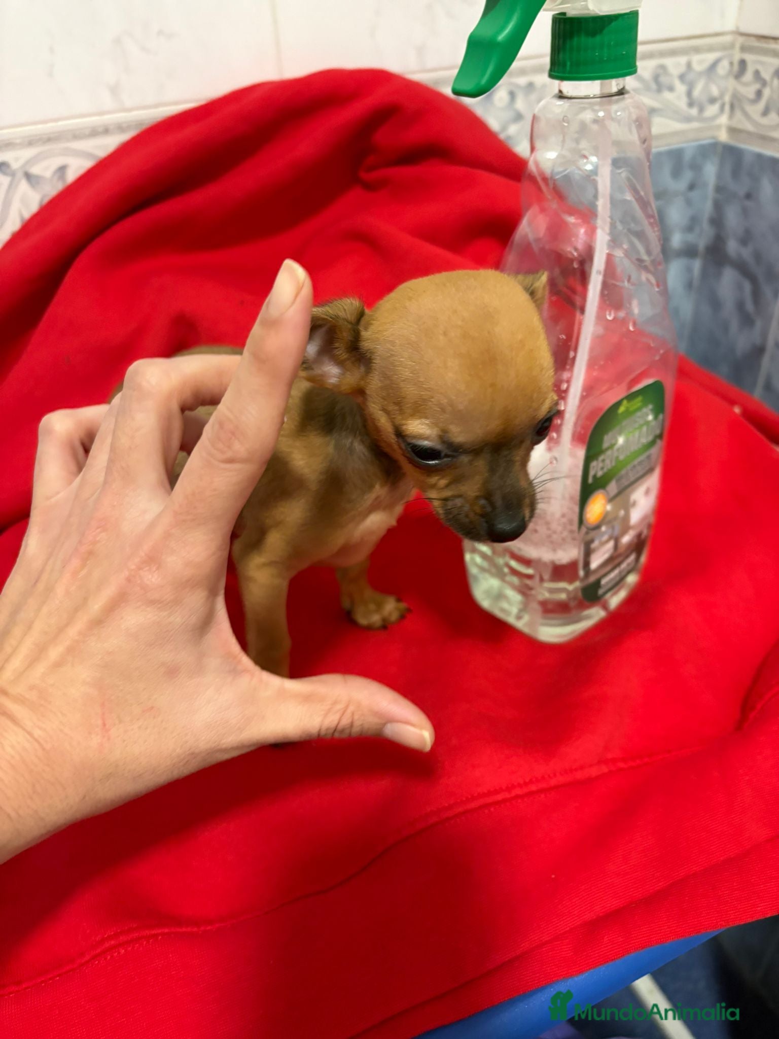 Chihuahua perros Chihuahua toy cabeza manzana  - Anuncio 2