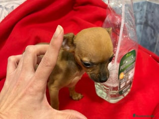 Chihuahua perros Chihuahua toy cabeza manzana - Anuncio 3