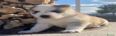 Husky Siberiano Cachorro 4