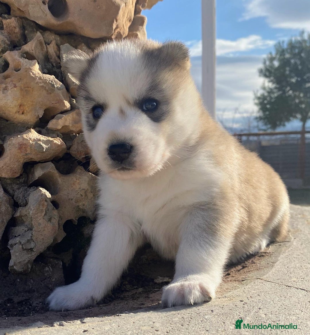 Husky Siberiano perros en venta: 	Huskies Siberianos Pura Raza Belleza y Nobleza - Anuncio 4