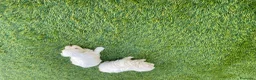 Bichón Maltés perros en venta: Bichon maltés  - Anuncio 13