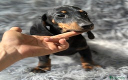 Teckel Miniatura perros en venta: TECKEL MINIATURA CAMADA DISPONIBLE - Imagen 12