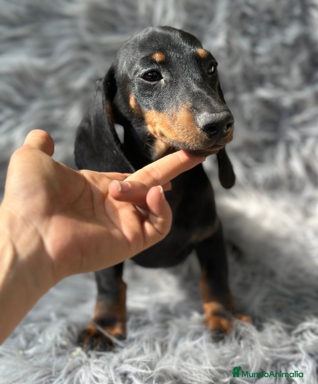 Teckel Miniatura perros en venta: TECKEL MINIATURA CAMADA DISPONIBLE - Imagen 12