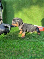 Teckel perros en Badajoz - Anuncio 3
