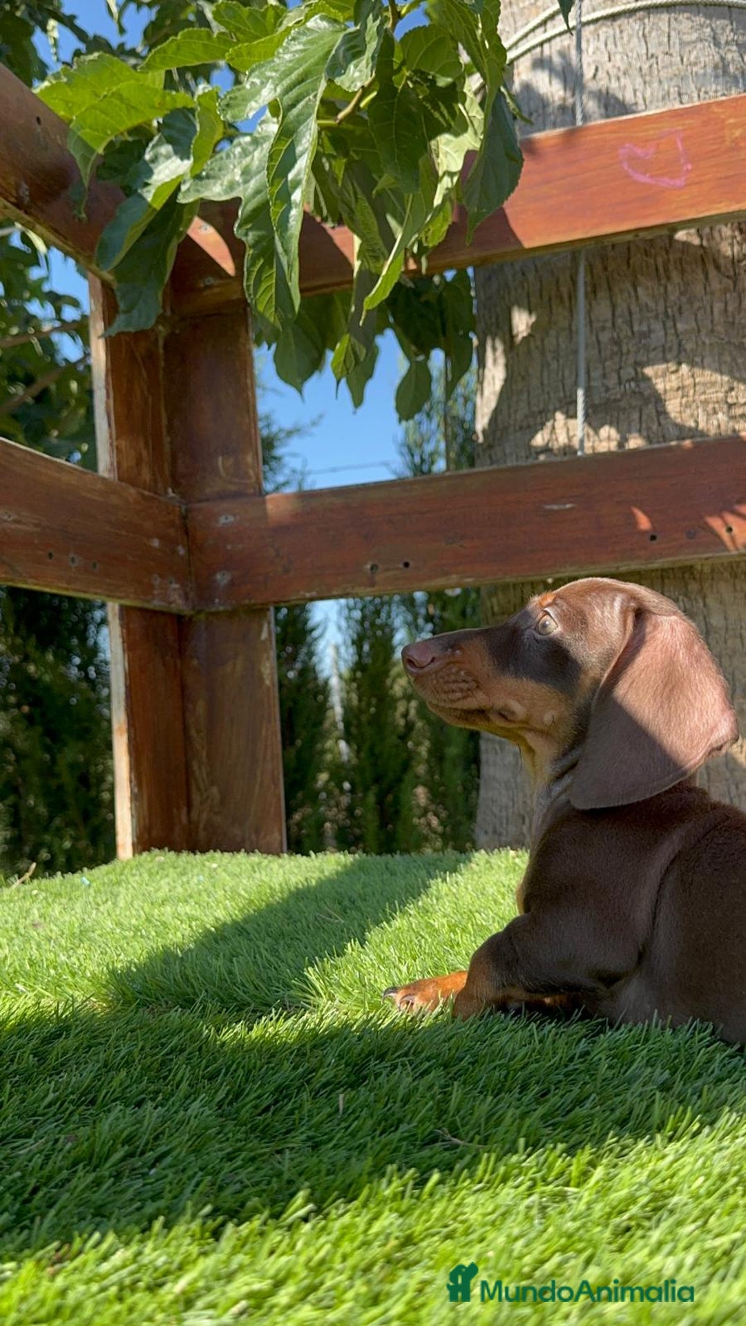 Teckel perros en venta: TECKEL MINIATURA HEMBRA - Imagen 16