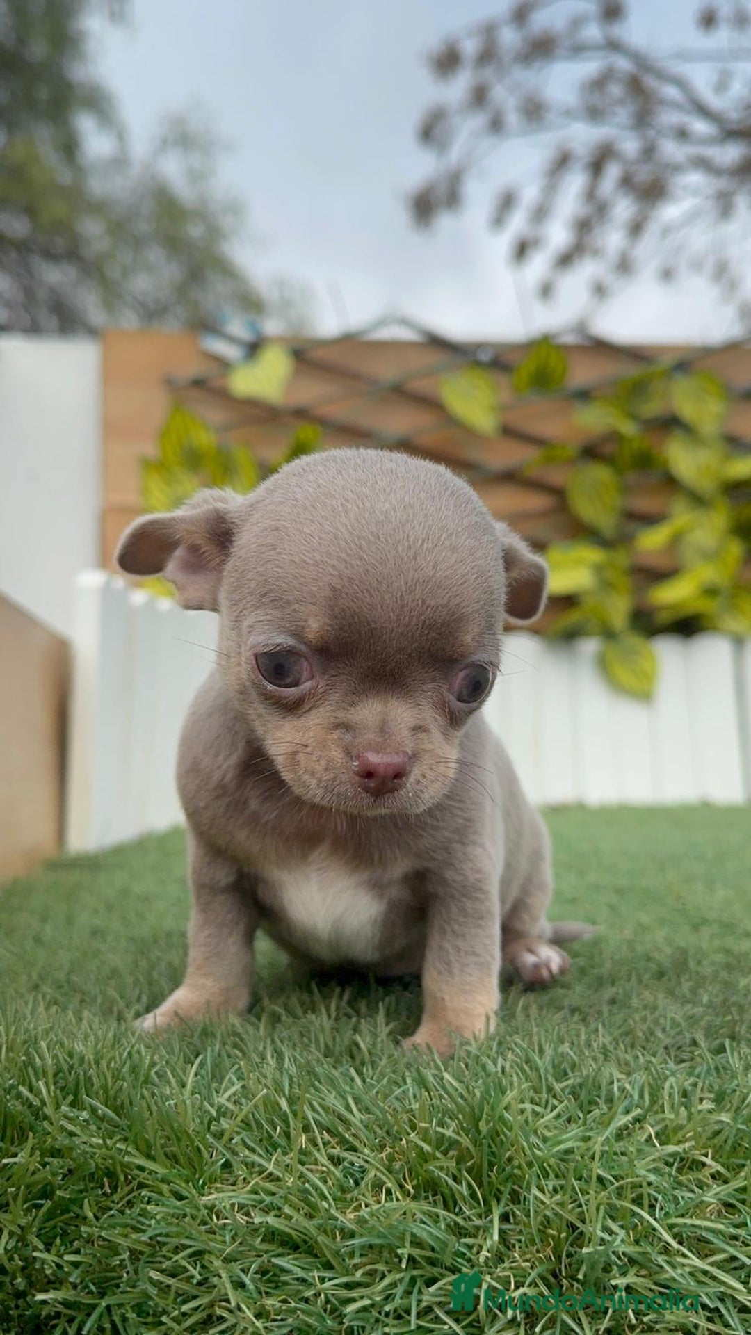 Chihuahua perros en venta: CHIHUAHUA MACHO LILAC AND TAN - Anuncio 5