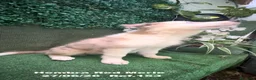 Border Collie perros en venta: Border Collie De Villa Biznaga - Anuncio 18