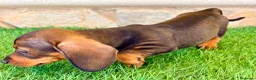 Teckel Miniatura perros en venta: Teckel Miniatura Hoja - Anuncio 12