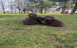 Labrador Retriever perros en venta: CAMADA DE LABRADOR CHOCOLATE - Anuncio 2