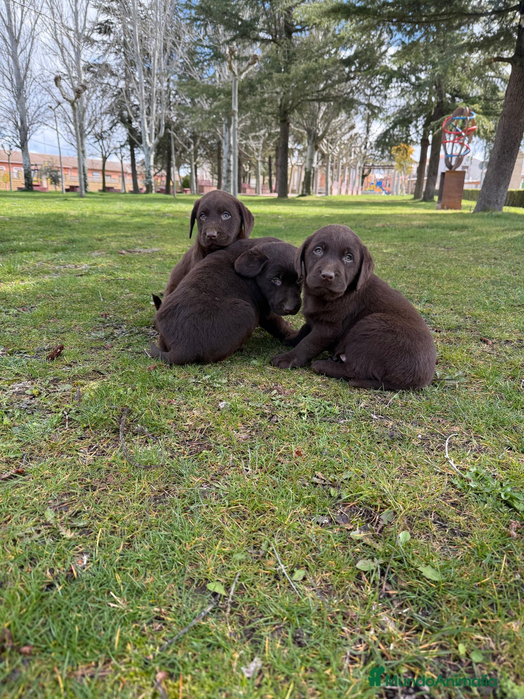 Labrador Retriever perros en venta: CAMADA DE LABRADOR CHOCOLATE - Anuncio 2
