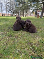 Labrador Retriever perros CAMADA DE LABRADOR CHOCOLATE - Anuncio 1