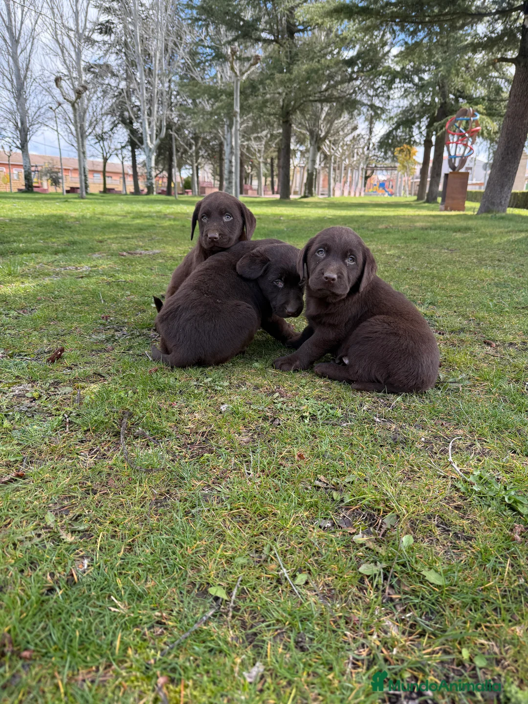 Labrador Retriever perros en venta: CAMADA DE LABRADOR CHOCOLATE - Anuncio 2