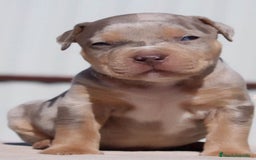 American Pit Bull Terrier perros en venta: AMERICAN PITBULL CACHORROS , CRIADOR PROFESIONAL  - Imagen 3