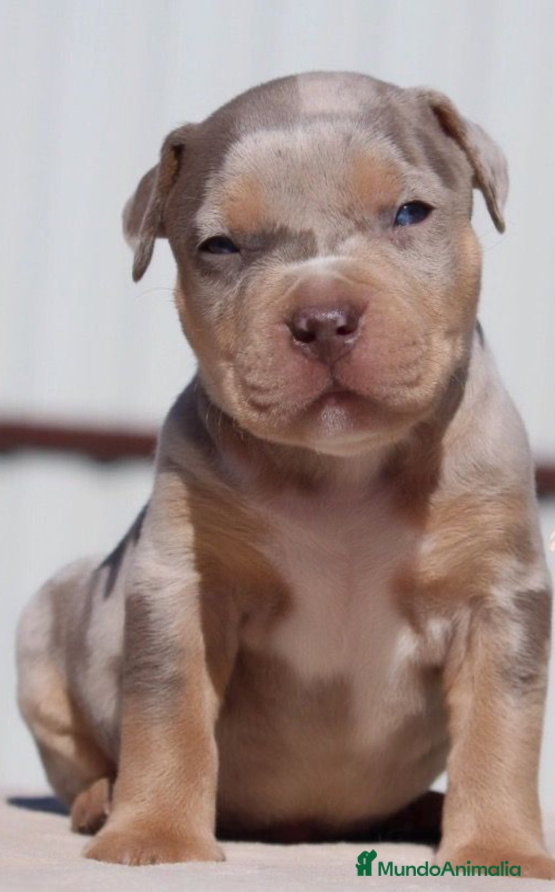 American Pit Bull Terrier perros en venta: AMERICAN PITBULL CACHORROS , CRIADOR PROFESIONAL  - Imagen 3