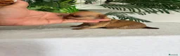 Chihuahua perros en venta: CHIHUAHUA  - Anuncio 5