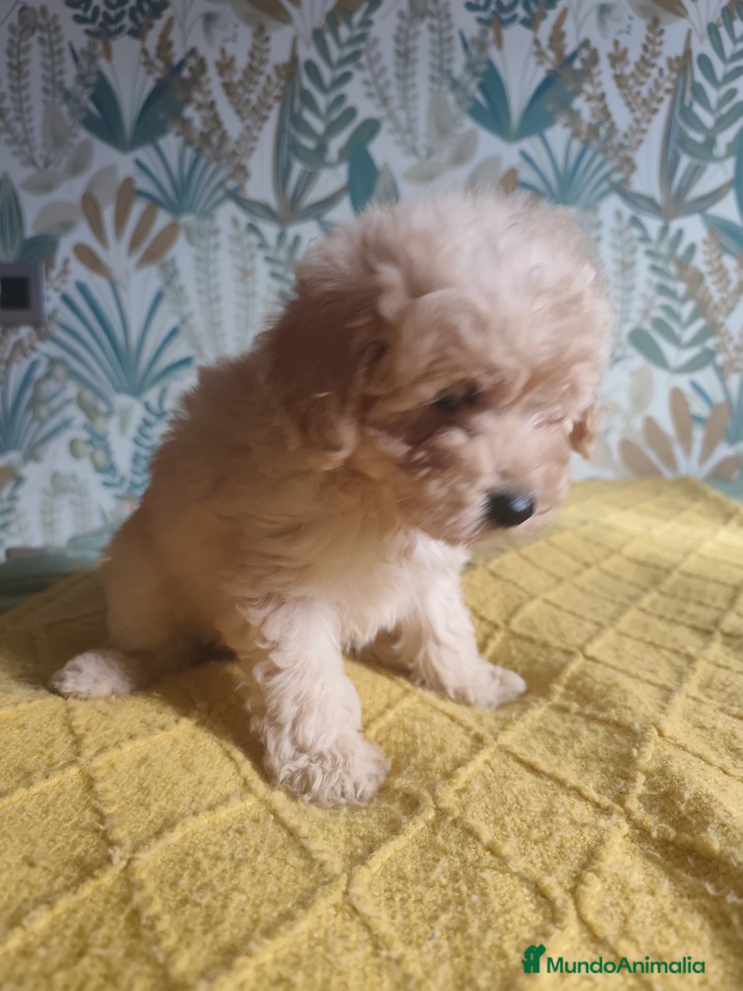 Caniche Toy perros en venta: Toy 💛💛💛 - Anuncio 4