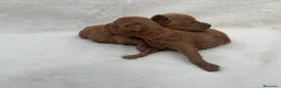 Caniche Toy perros en venta: Caniche toy asiático  - Anuncio 2