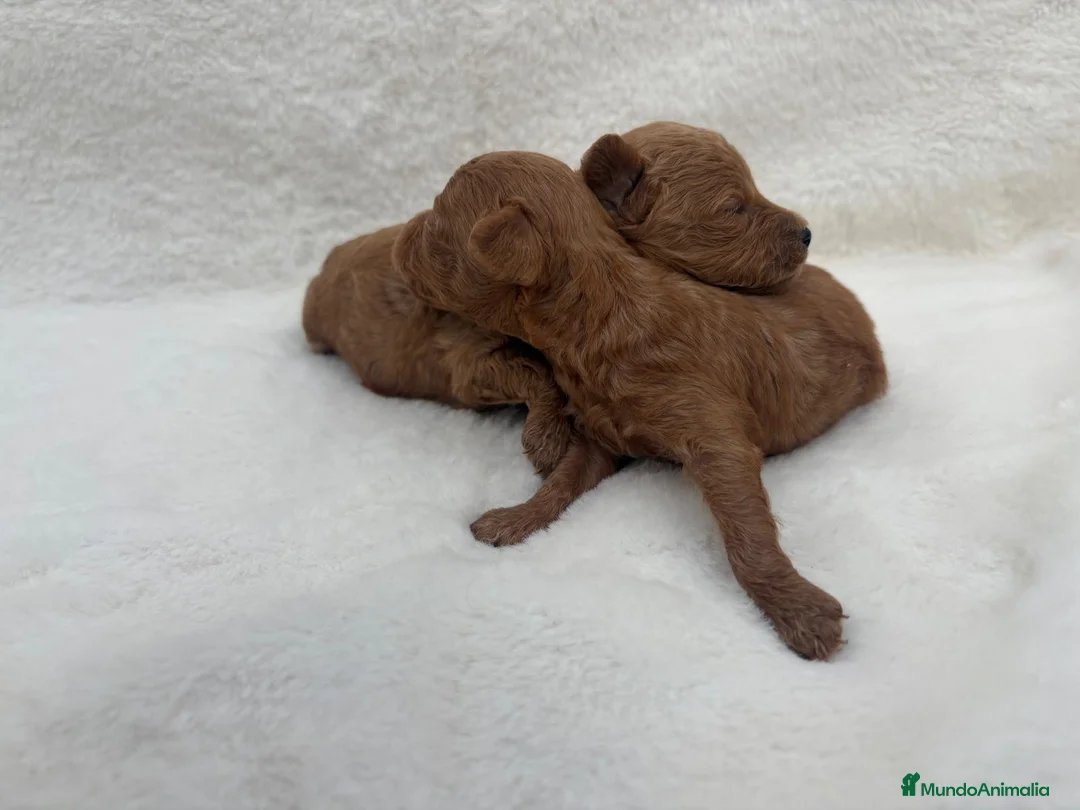 Caniche Toy perros en venta: Caniche toy asiático  - Anuncio 2