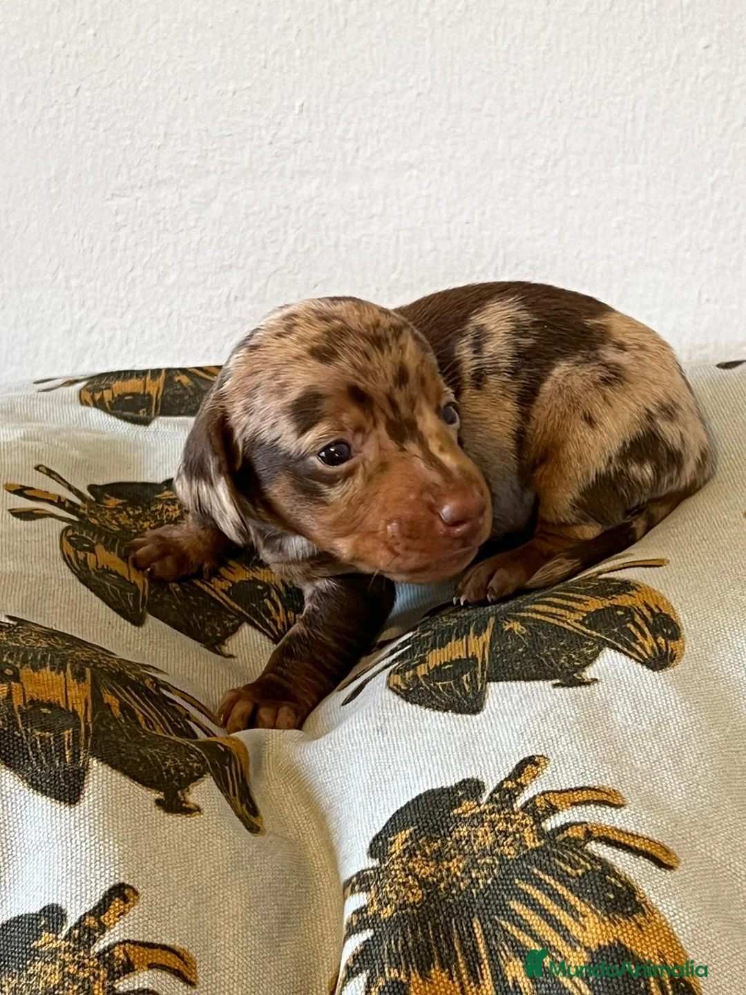 Teckel Miniatura perros en venta: Teckel España !  - Anuncio 2