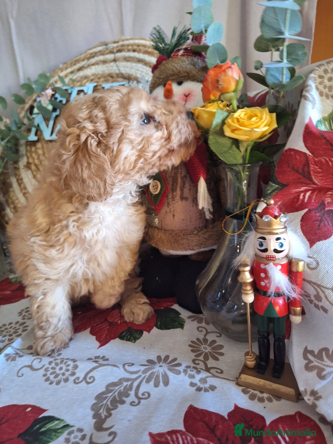 Caniche Toy perros en venta: CANICHE TOY - Anuncio 3