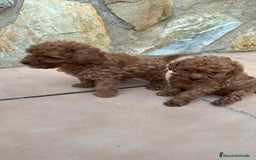 Caniche Toy perros en venta: Excelente camada de caniche rojo toy.  - Imagen 12
