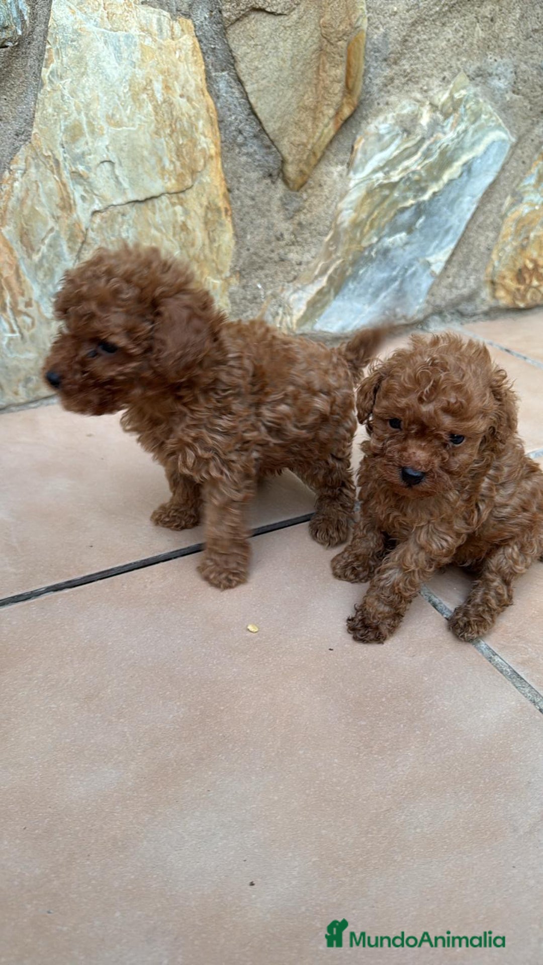 Caniche Toy perros en venta: Excelente camada de caniche rojo toy.  - Imagen 12