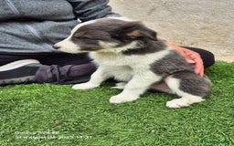 Border Collie perros en venta: Border collie en Madrid - Imagen 3