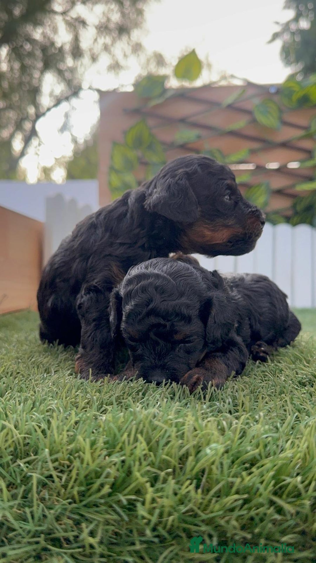 Caniche Toy perros en venta: CANICHE TOY HEMBRA COLOR NEGRO PHANTOM - Imagen 3