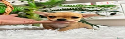 Chihuahua perros en venta: CHIHUAHUA HEMBRA COLOR CANELA - Anuncio 5