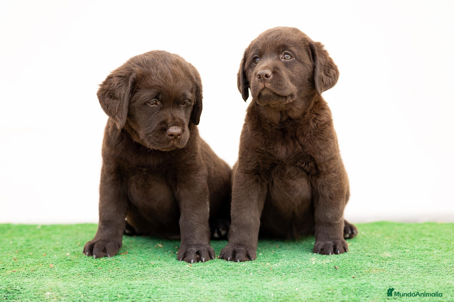 Labrador Retriever perros en venta: LABRADOR CHOCOLATE DISPONIBLE - Anuncio 1