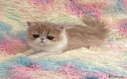 Exótico de Pelo Largo gatos en venta: Gatita  - Imagen 1