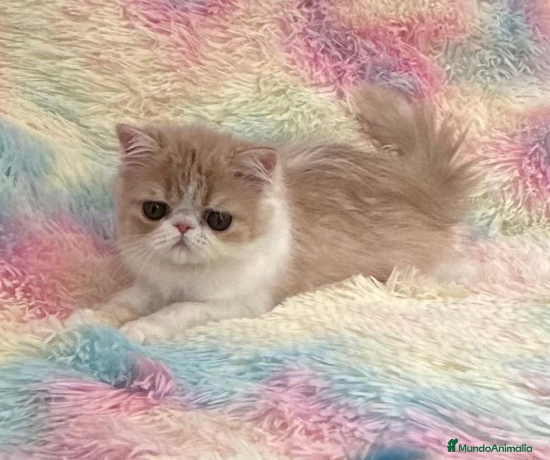 Exótico de Pelo Largo gatos en venta: Gatita  - Imagen 1
