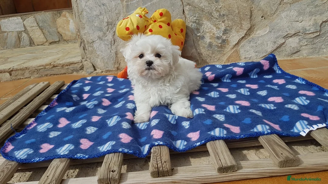 Bichón Maltés perros en venta: Cachorros de Bichón Maltés  en Barcelona - Anuncio 4
