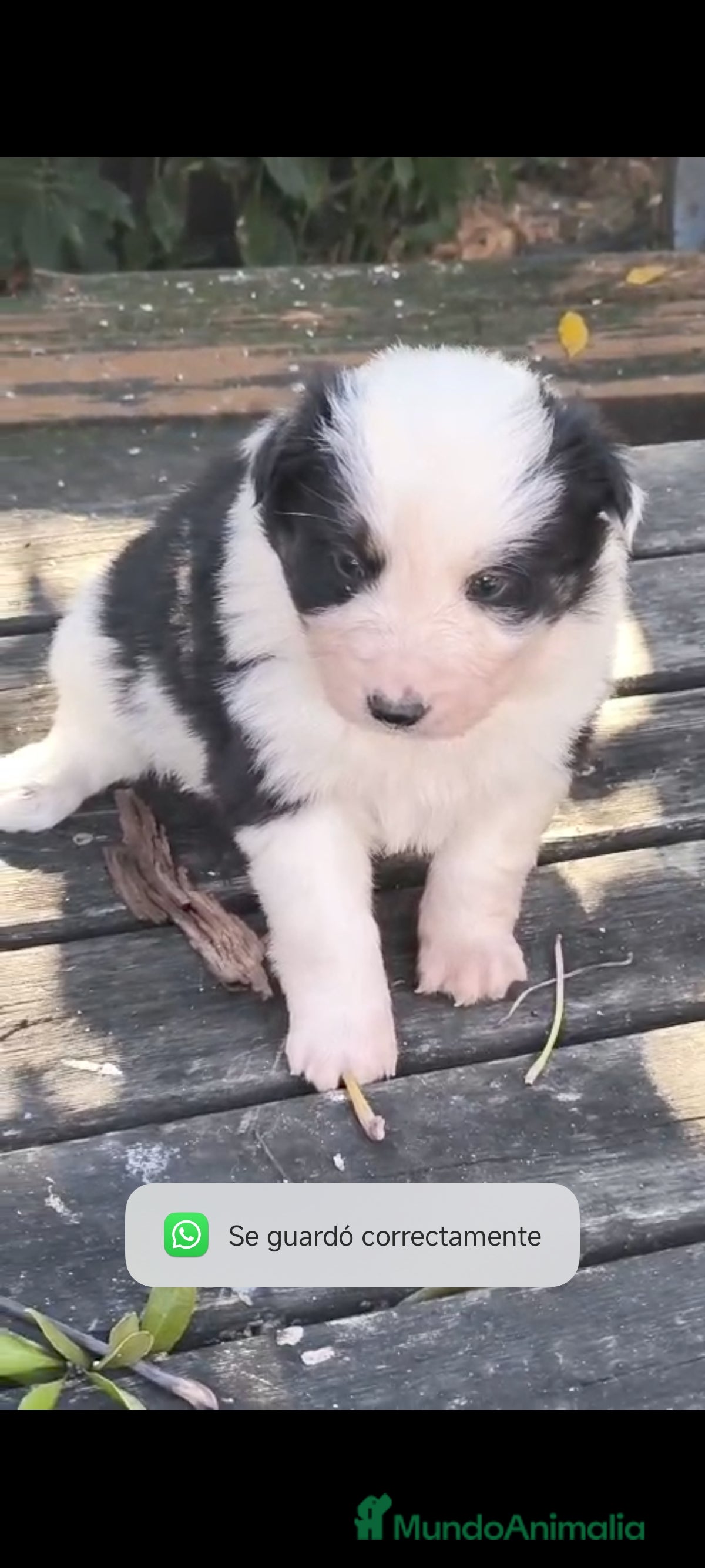 Border Collie perros Preciosos border collie - Anuncio 13