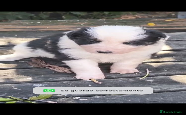 Border Collie perros Preciosos border collie - Anuncio 1