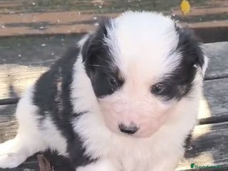 Border Collie perros Preciosos border collie - Anuncio 1
