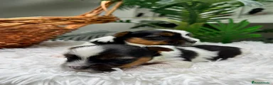 Yorkshire Terrier 2