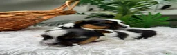 Yorkshire Terrier perros en venta: YORKSHIRE BIEWER - Anuncio 25