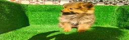 Pomerania perros en venta: Pomerania  - Anuncio 10