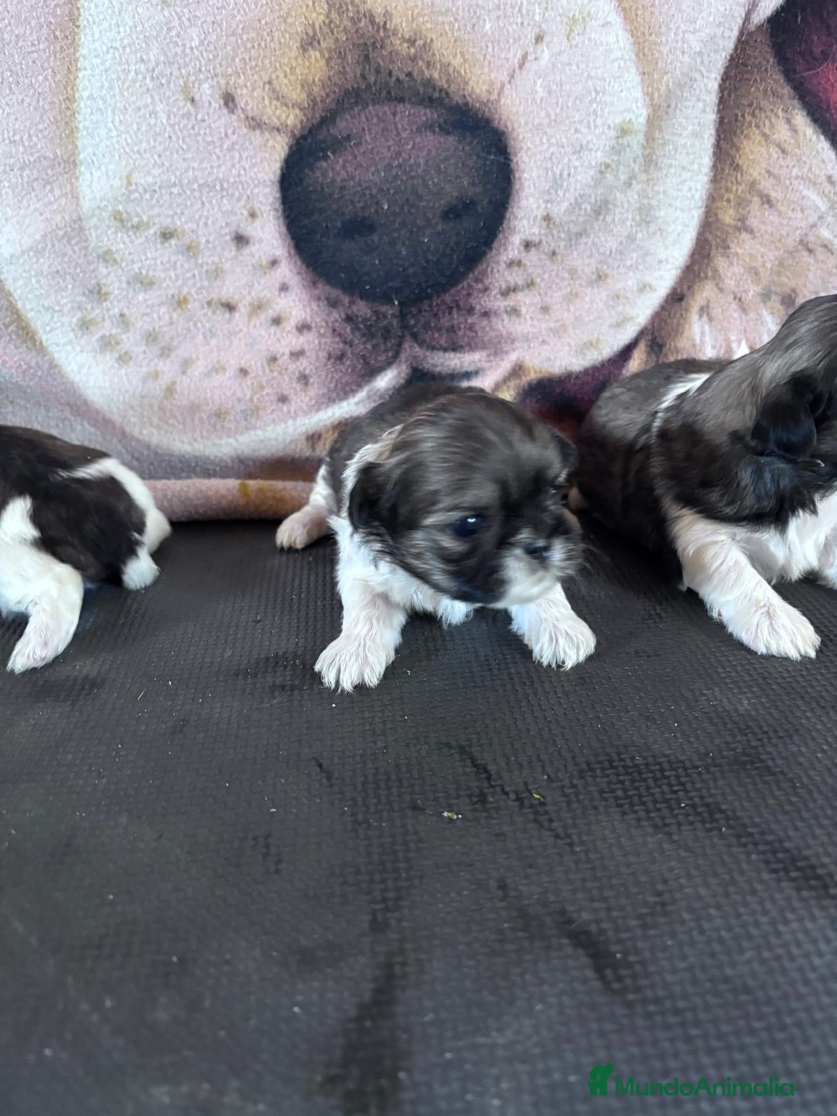 Shih Tzu perros Shitzu - Anuncio 1