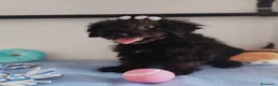 Perro de Agua Español perros en venta: Perro de agua  - Anuncio 11