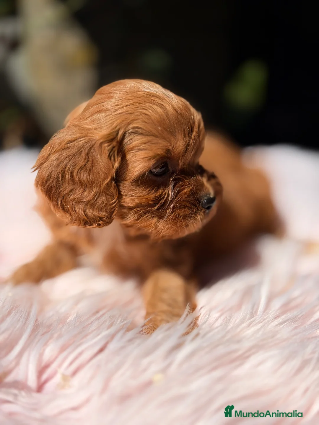 Cavapoo perros en venta: Cavapoo hembra roja  - Anuncio 2
