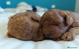 Caniche Toy perros en venta: Caniche rojo  - Imagen 2