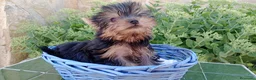 Yorkshire Terrier perros en venta: yorkshire terrier - Anuncio 2